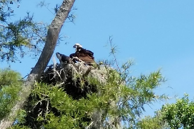Waccamaw River Nature and Wildlife Tour - Key Things I’d Prioritize Before You Go