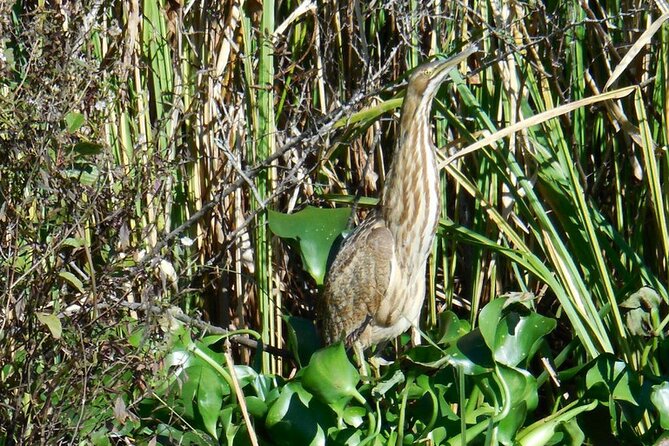 Waccamaw River Nature and Wildlife Tour - What You’ll See on the Waccamaw River, Intracoastal Waterway, and Swamps
