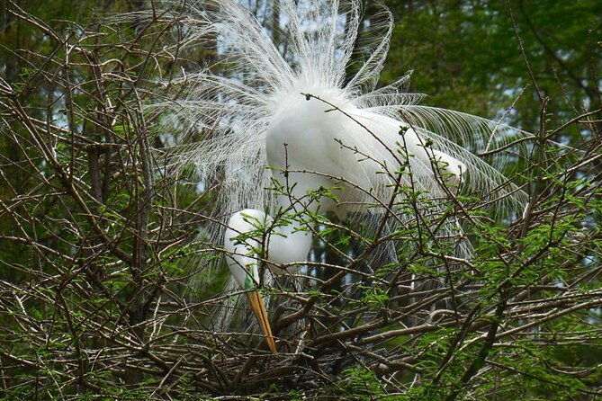 Waccamaw River Nature and Wildlife Tour - The Narration Style: Funny, Fast, and Not Silent