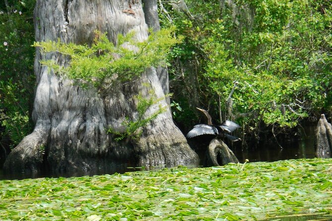 Waccamaw River Nature and Wildlife Tour - The Dock, the Pre-Tour Pace, and How Not to Miss the Boat
