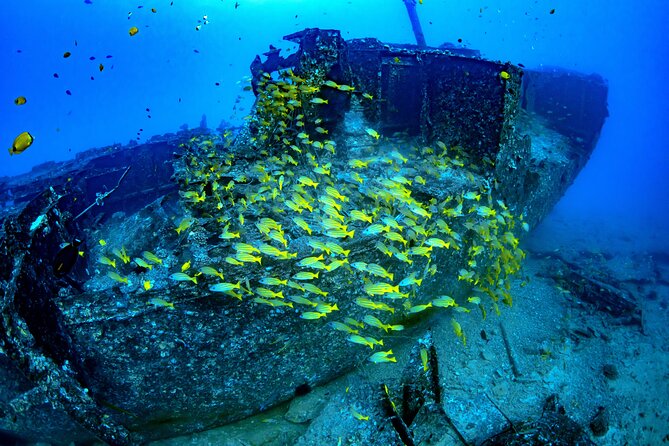 Waikiki: Atlantis Submarine Adventure - Sunken ships, planes, and artificial reefs: why the seafloor looks like this