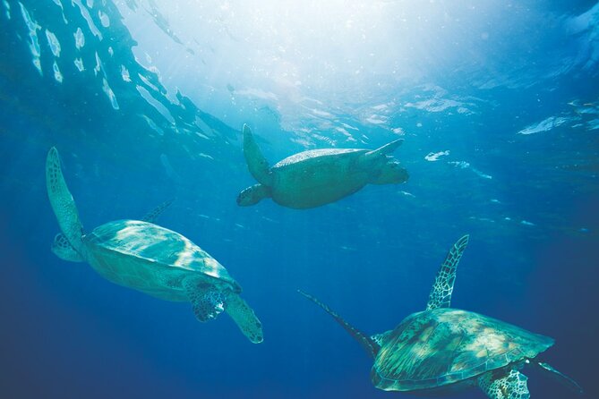 Waikiki Catamaran Snorkel Sail with Lunch: Turtles Guaranteed - Crew Matters More Than Most People Think