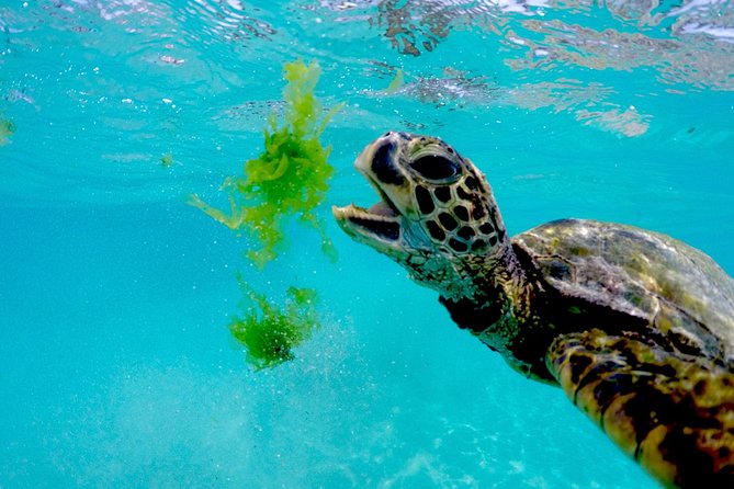 Waikiki Catamaran Snorkel Sail with Lunch: Turtles Guaranteed - Who This Catamaran Snorkel Works Best For