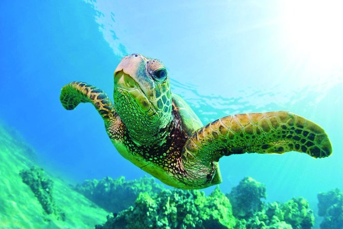 Waikiki Catamaran Snorkel Sail with Lunch: Turtles Guaranteed - Getting From Waikiki to the Snorkel Spot Without Wasteful Time