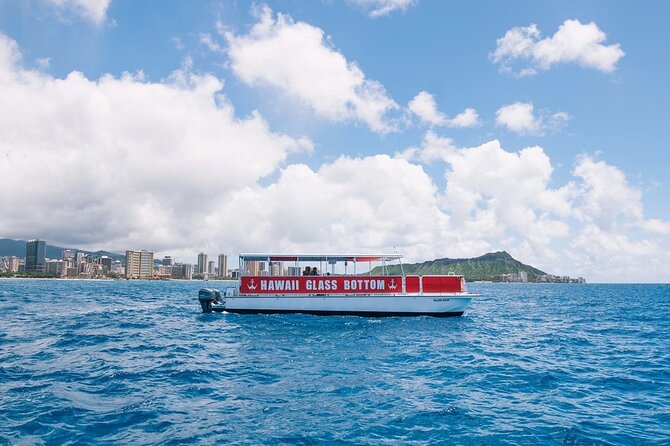 Waikiki Glass Bottom Boat Cruise - Wildlife Chances: Turtles, Dolphins, and Seasonal Whales