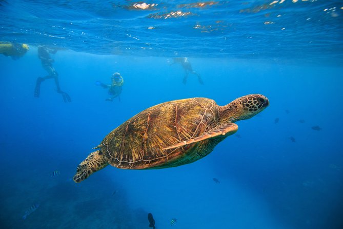 Waikiki, Hawaii: Turtle Canyon Snorkel Excursion - Key things to know before you go