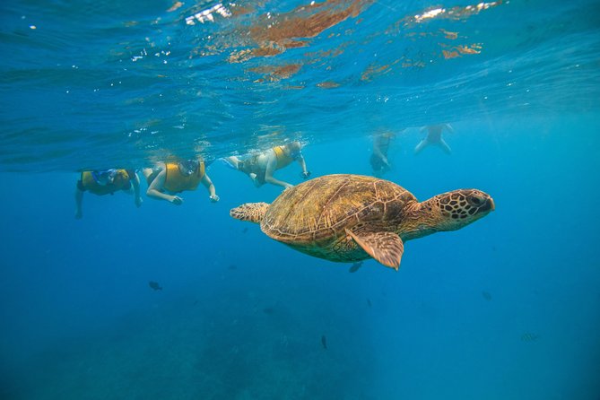 Waikiki, Hawaii: Turtle Canyon Snorkel Excursion - The boat ride and wildlife odds: dolphins, flying fish, winter whales