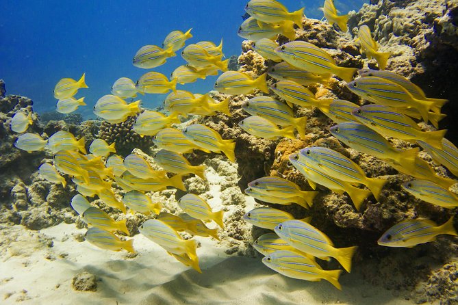 Waikiki, Hawaii: Turtle Canyon Snorkel Excursion - Snacks and refreshments: small thing, real payoff