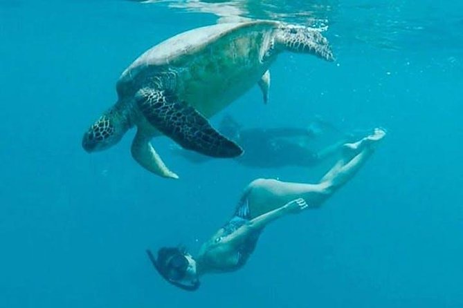 Waikiki Turtle Snorkel and Sail on Hawea Catamaran - Meet the marine life: what you are likely to see