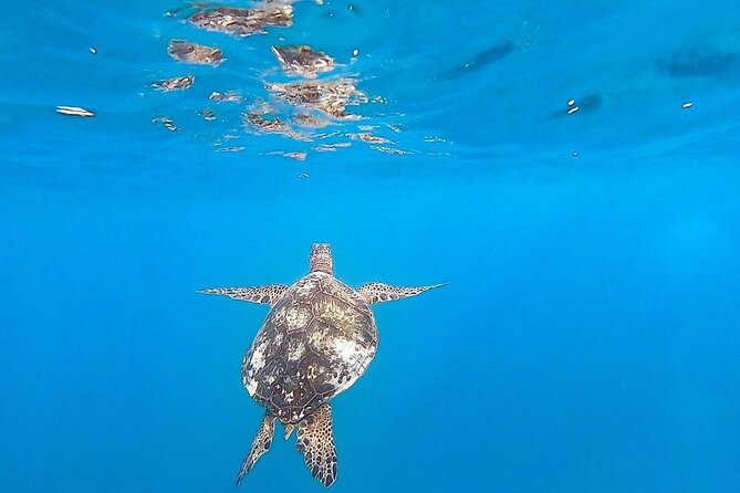 Waikiki Turtle Snorkel and Sail on Hawea Catamaran - Timing in Waikiki: morning or afternoon, and how to plan your day