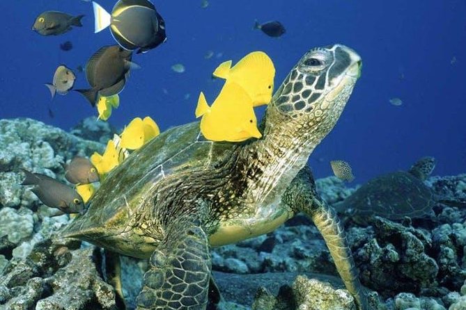 Waikiki Turtle Snorkel and Sail on Hawea Catamaran - Turtle Canyon snorkeling: shallow reef, guided spotting, real turtle time