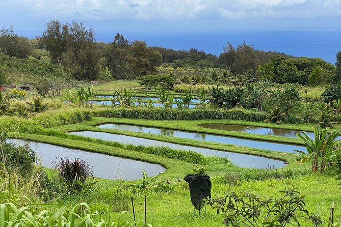 Waipi’o on Horseback: Mountain Ocean Views Working Cattle Ranch - Mountain to Ocean Views, Not Waipio Valley: Set Your Expectation Fast