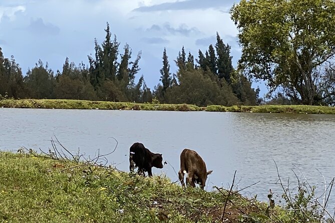 Waipi’o on Horseback: Mountain Ocean Views Working Cattle Ranch - Your Guide Experience: Learning That Feels Like a Conversation