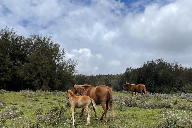 Waipi’o on Horseback: Mountain Ocean Views Working Cattle Ranch - The Ranch Harvest: Fruit Sampling and Why It’s More Than a Snack