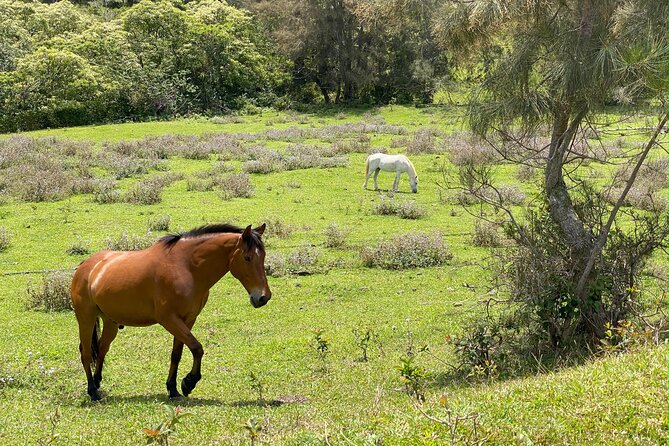 Waipi’o on Horseback: Mountain Ocean Views Working Cattle Ranch - Animals You Might Spot: More Than Cattle