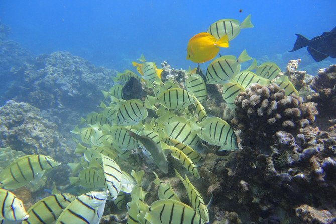 West Maui Snorkeling Experience by Boat from Ka'anapali - Boarding day details that matter (boat stairs, getting wet, and time on deck)