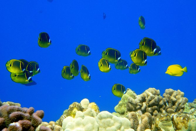 West Maui Snorkeling Experience by Boat from Ka'anapali - Food, drinks, and staying sane for 5 hours on the ocean