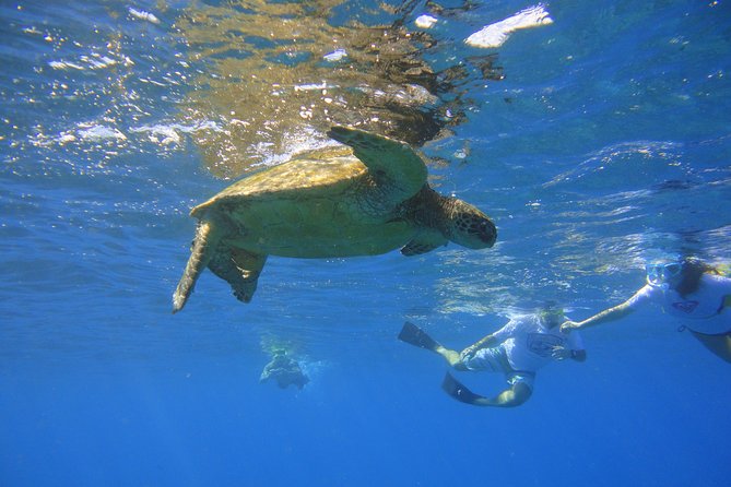 West Maui Snorkeling Experience by Boat from Ka'anapali - Your crew: guide-led snorkeling, fish ID help, and real safety focus