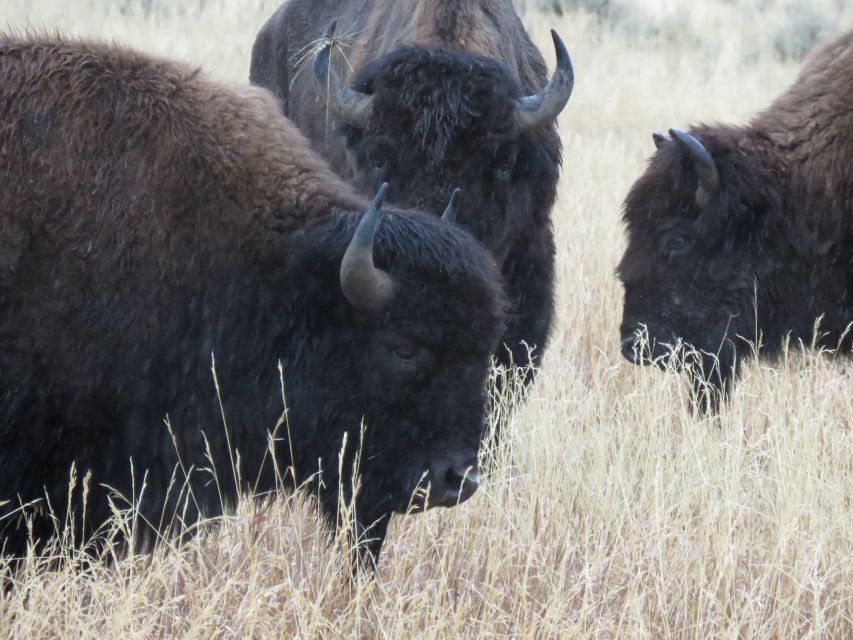 West Yellowstone: Yellowstone Day Tour Including Entry Fee - Thumb Geyser and Yellowstone Lake viewpoints: geothermal meets wildlife