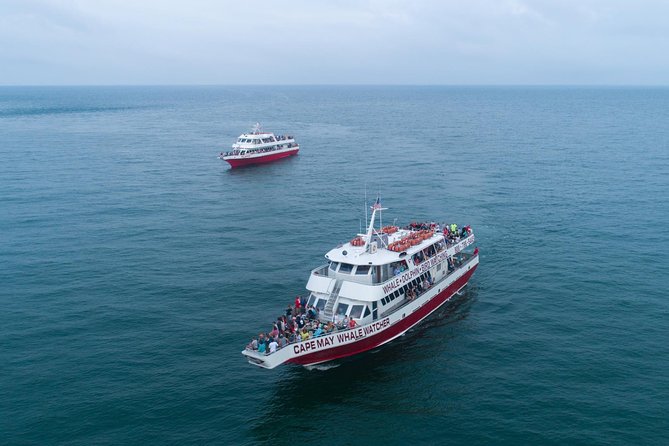 Whale and Dolphin Watching Cruise from Cape May - Key things to know before you go