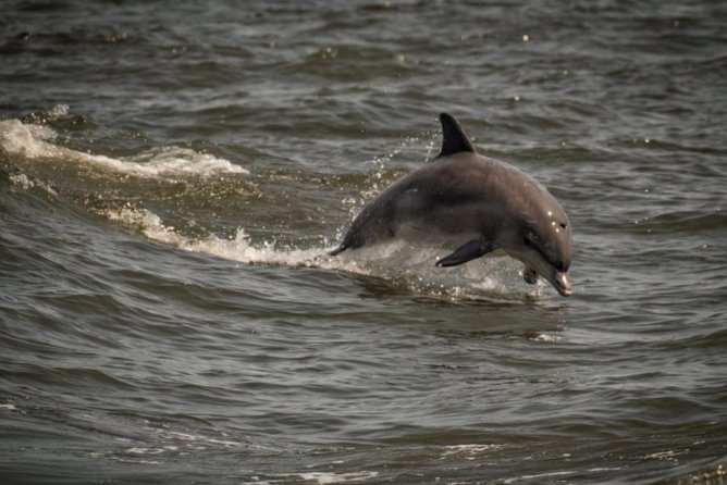 Whale and Dolphin Watching Cruise from Cape May - Cape May Whale Watching From Miss Chris Marina: The 3-Hour Shape of It