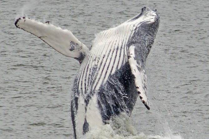 Whale and Dolphin Watching Cruise from Cape May - Your On-Board Comfort Plan: Binoculars, Sun, and Motion