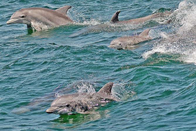 Whale and Dolphin Watching Cruise from Cape May - The Boat Experience: Restrooms, Snack Bar, and the Little Details