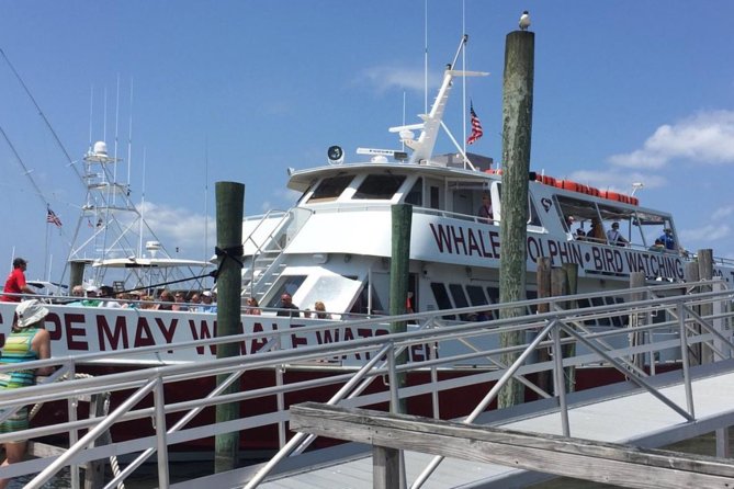 Whale and Dolphin Watching Cruise from Cape May - What You Might Spot, and How to Read the Ocean