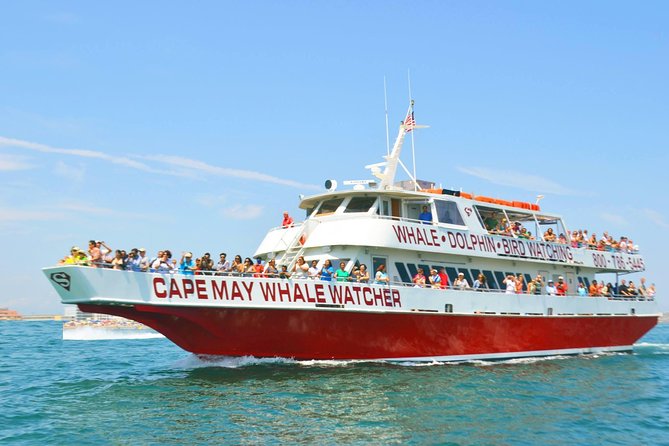 Whale and Dolphin Watching Cruise from Cape May - What the Certified Naturalist and Live Commentary Actually Adds