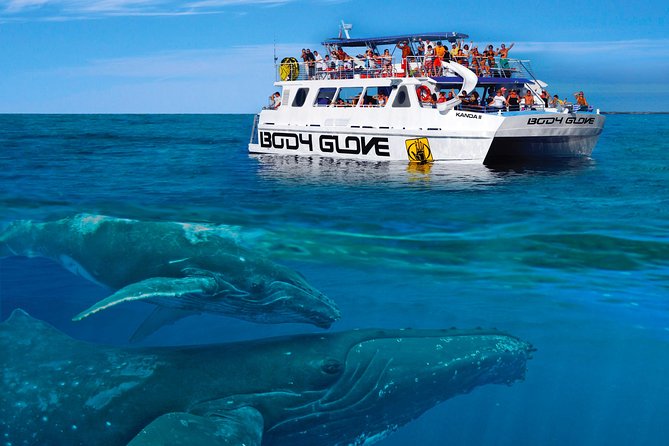 Whale Watch Excursion from the Big Island - Kailua Kona meeting point, parking, and getting aboard on time