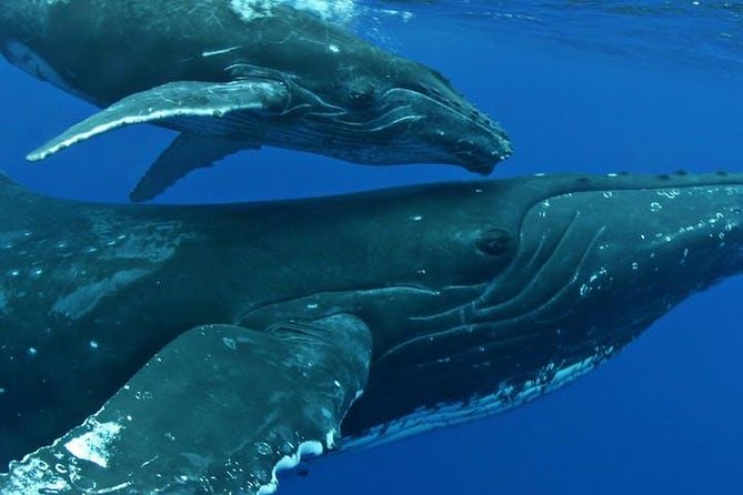 Whale Watch Excursion from the Big Island - Snacks, drinks, and comfort choices that change everything