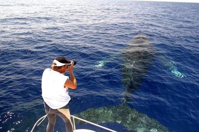 Whale Watch Excursion from the Big Island - Price and value: what $151.34 includes, and why it can still feel fair