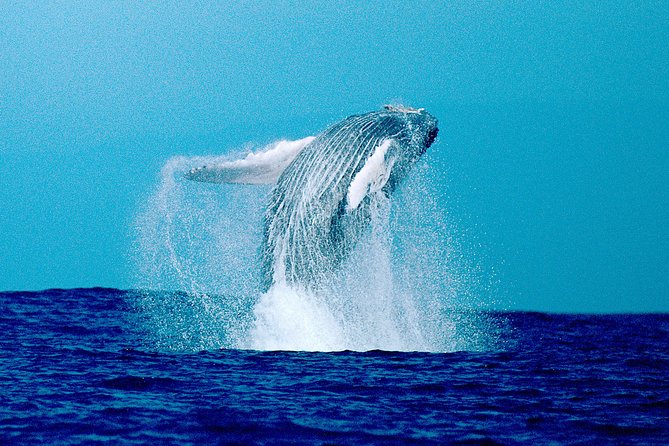 Whale Watch Excursion from the Big Island - Who should book this whale watch, and who should think twice