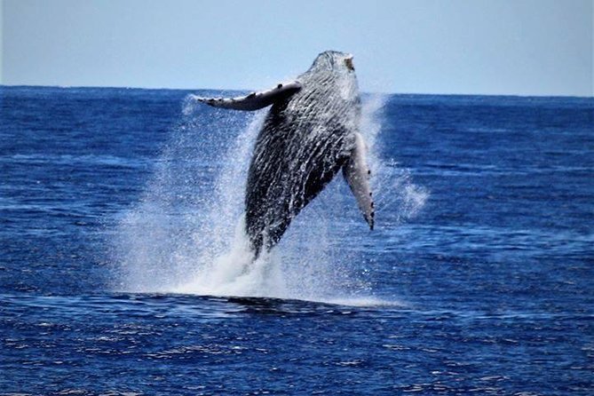 Whale Watch Excursion from the Big Island - A 2.5-hour catamaran whale watch that’s built around whale sounds