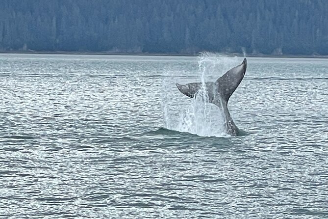 Whale Watching Adventure in Juneau - Key highlights to know before you go