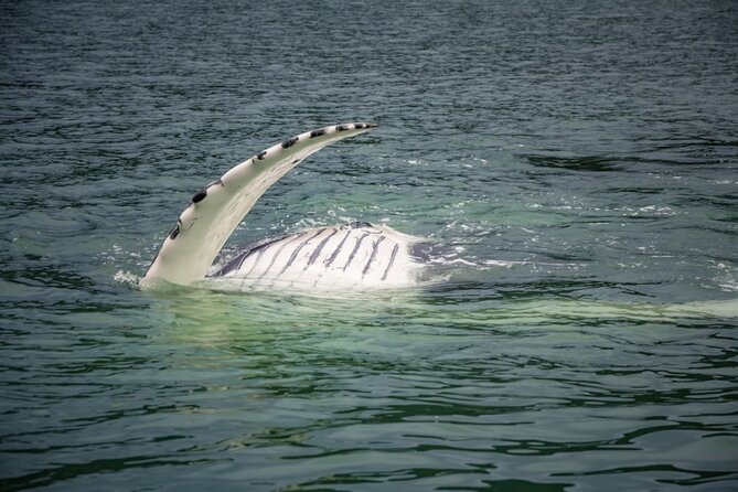 Whale Watching Adventure in Juneau - The Jet Boat Ride: Two Hours That Feel Built for Whale Spotting