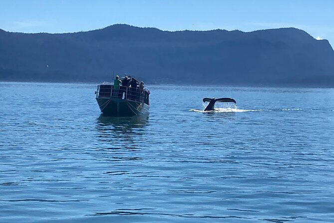 Whale Watching Adventure in Juneau - What You’ll Spot: Humpbacks, Orcas, and More Than One Kind of Wildlife