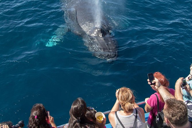 Whale-Watching Cruise from Newport Beach - Crew and captain style: the difference between a ride and an experience
