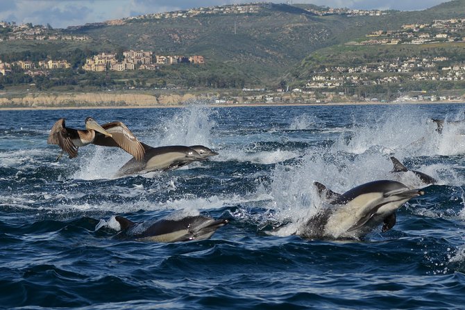 Whale-Watching Cruise from Newport Beach - Wildlife spotting from the deck: how to make your chance count