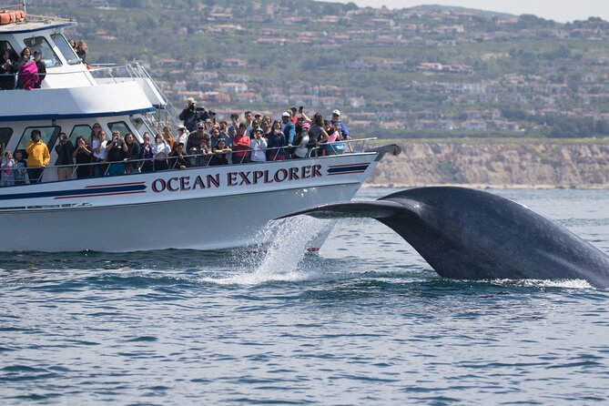Whale-Watching Cruise from Newport Beach - Price and the luxury upgrade: what you’re really paying for