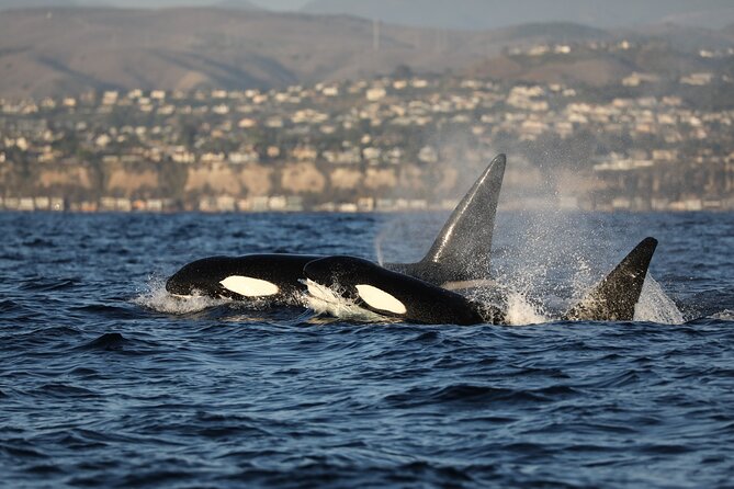 Whale-Watching Cruise from Newport Beach - Stops, scenery, and what each part feels like from the water
