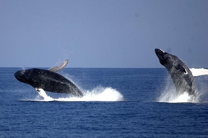Whale-Watching Cruise from Newport Beach - Comfort rules: small details that prevent big annoyances