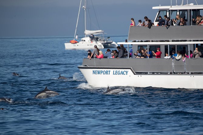 Whale-Watching Cruise from Newport Beach - What you might spot, by season (and what to expect on a normal day)