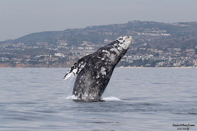Whale Watching Excursion in Dana Point - Key points that make this whale cruise work