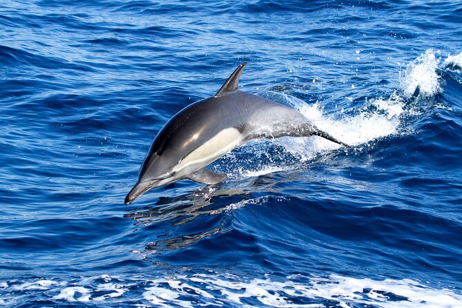 Whale Watching Excursion in Dana Point - Meeting at 34675 Golden Lantern and Boarding Smoothly
