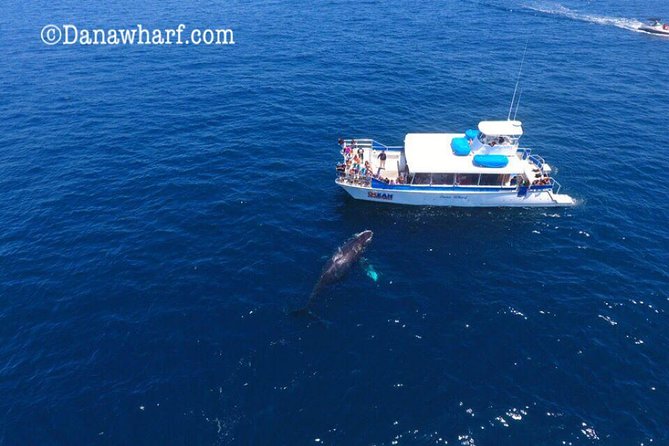 Whale Watching Excursion in Dana Point - Live Captain Narration: How to Watch Smarter Without Needing a Whale Degree
