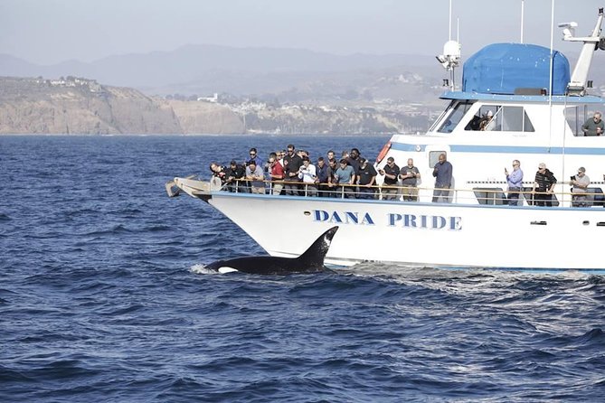Whale Watching Excursion in Dana Point - What You Can Spot: The Whale and Dolphin List That Drives the Hunt