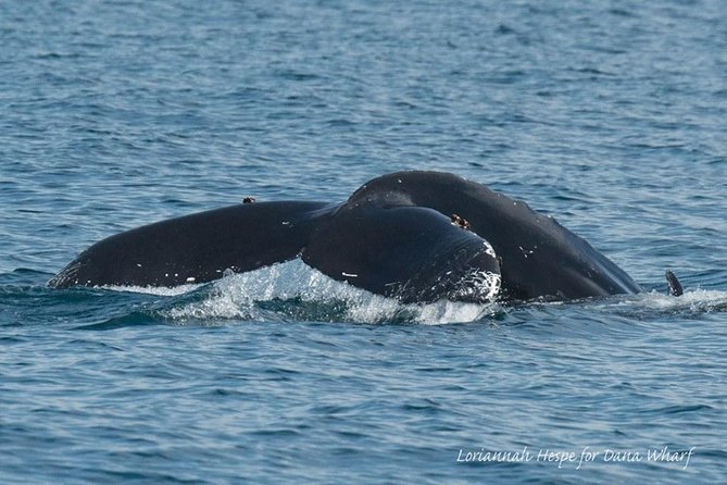 Whale Watching Excursion in Dana Point - Cabin Comfort and Onboard Purchases: Staying Warm, Staying Happy