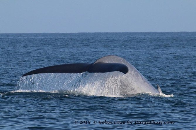 Whale Watching Excursion in Dana Point - Price and Value: Is $65 for 2 Hours a Good Deal?