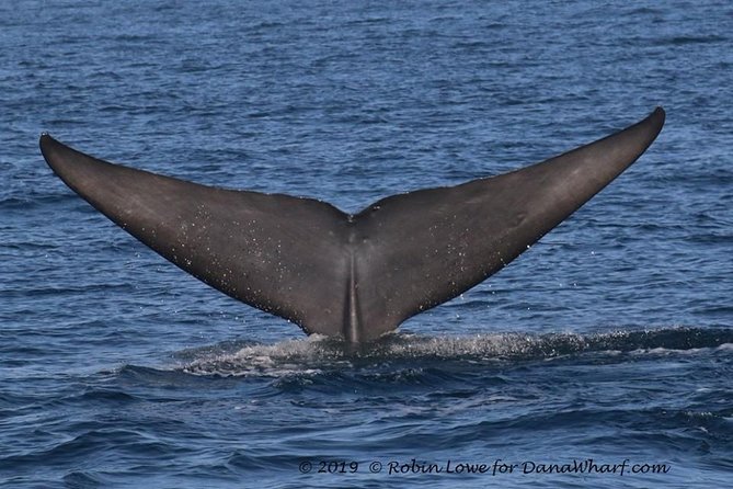 Whale Watching Excursion in Dana Point - Comfort on Water: Wind, Choppiness, and Motion-Sensitive Days